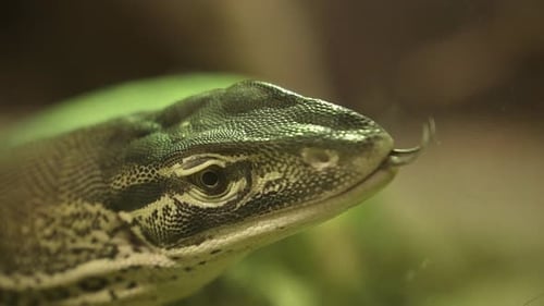 Moniteur en gros plan en forme de lézard qui sort la langue fourchue dans un terrarium