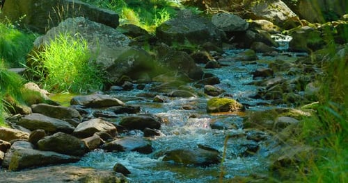 Mountain river on a sunny summer day. Nature landscape. Green lush forest in the morning. Mesmerizin