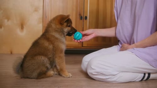 Adorable Shiba Inu Puppy Playing with Owner