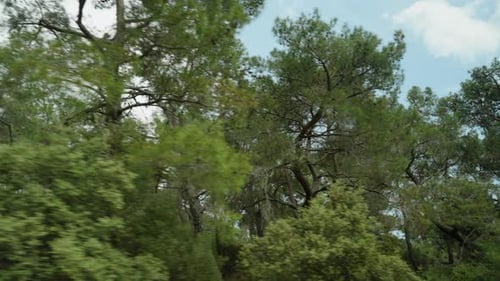 I'm driving along a forest road, enjoying the blue sky and the tops of the pine trees.