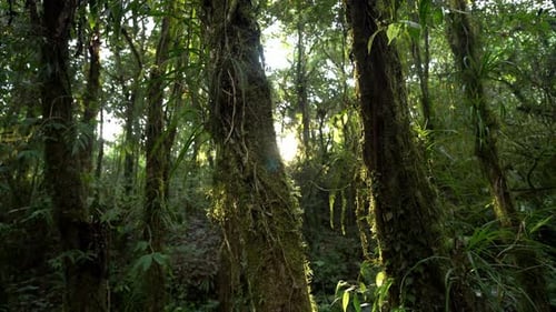 Sunlight Filtering Through Mossy Tropical Rainforest Canopy