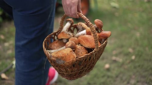 A Beautiful Basket Filled with Freshly Foraged Mushrooms Gathered in the Great Outdoors