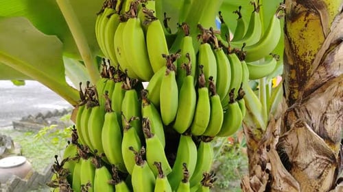 Green Bananas Growing on a Tree in the Tropics