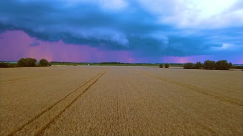 Goldenes reifes Weizenfeld unter regnerischem Himmel mit dunkelblauen Wolken Schlechtes Wetter für die Ernte