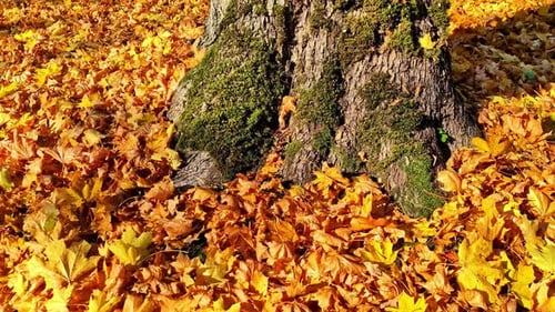 Orange leaves fallen in ground by autumn around a century-old tree