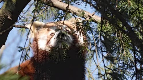 Red Panda in Tree Eating Leaves