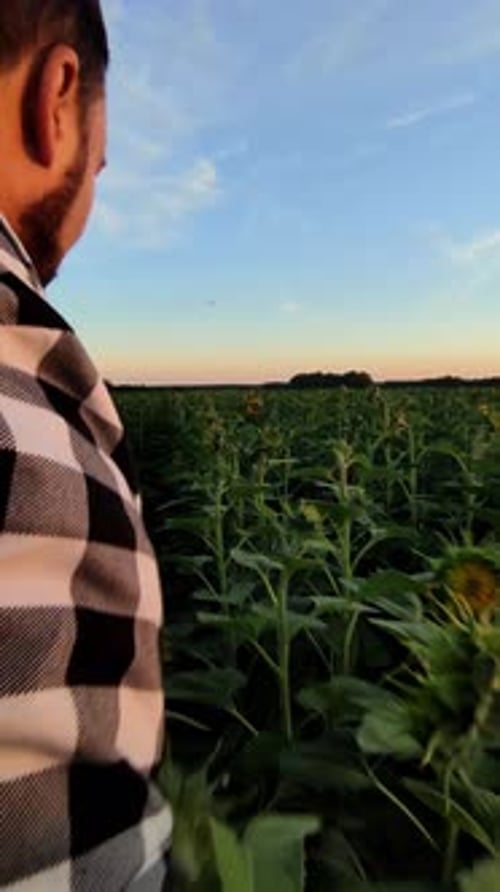 Vertical Footage of Man Flying in Hot Air Balloon Over Summer Field and Picking Up the Sunflower