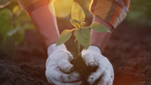 Farmer Hand Holding Leaf of Cultivated Plant Hands Holding Pile of Arable Soil Agriculture Gardening