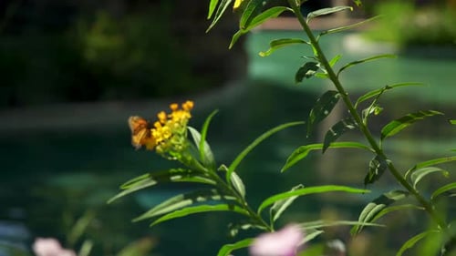 Monarch Butterfly on Flower in Slow Motion