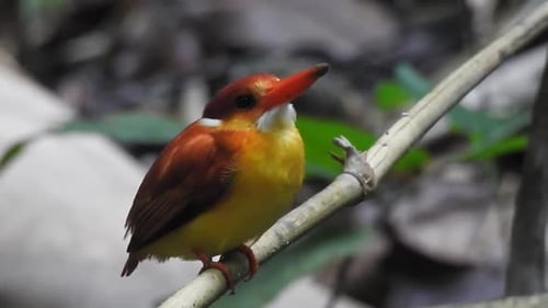 Colorful Kingfisher Perched on Branch in Tropical Setting