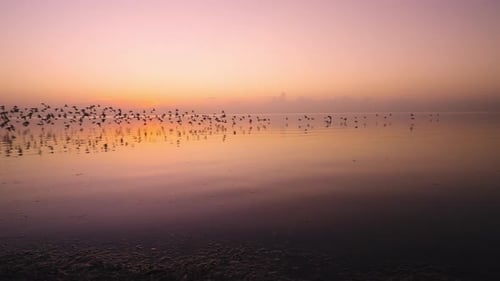 Strand, Meer, Sonnenaufgang, Vogelherde, fliegender