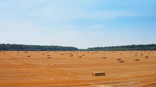 Vast agricultural field after harvesting with hay bales scattered around. Sunny summer day backdrop.