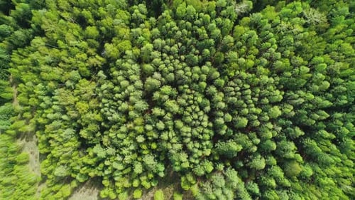 Aerial Over the Treetops of Evergreen Coniferous Green Forest on a Bright Sunny Day Beauty in Nature