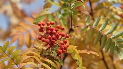 Bright Rowan Berries Clustering on Branch Fiery Red Popping Against Golden Autumn Foliage and Crisp