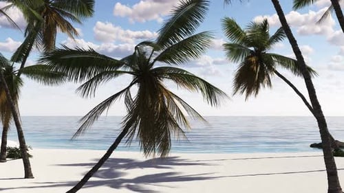 Beautiful views of palm trees and the sea during a tropical vacation.