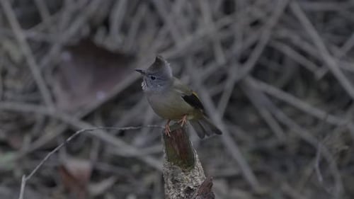 Birds in Nepal