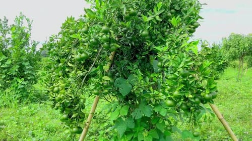 Young Citrus Trees with Unripe Fruit in Orchard