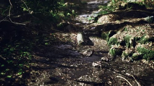 Small Creek Runs Through a Wide Valley Full of Fallen Leaves