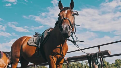 Brown Horse in Gear Stands By Wooden Paddock Outdoor on Village Farm Slow Motion