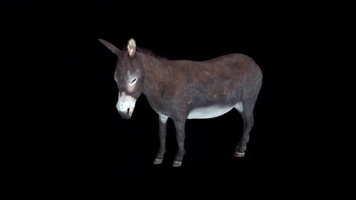 Realistic 3D Animated Donkey with Subtle Movement