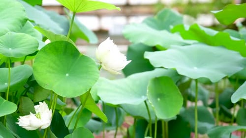 lotus and water lilies in the pond