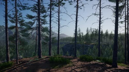 Spruce and Pine Trees and Mountains of Colorado