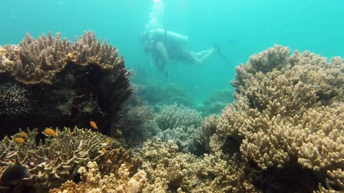 Ocean, underwater and person diving by coral reef, research and sustainable environment for marine