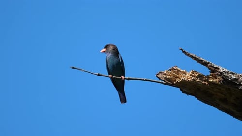 Broadbilled Hummingbird Perched on Branch Against Clear Blue Sky Wildlife and Nature