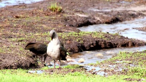 Pair of hadada ibis in wetland preening feathers and foraging in muddy soil