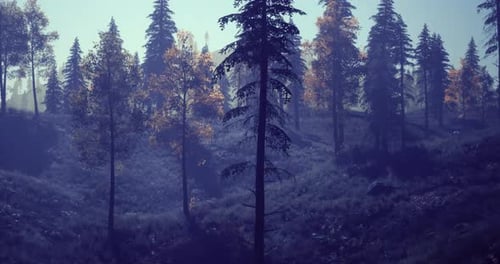 Misty Forest Landscape with Autumn Foliage During Early Morning Hours
