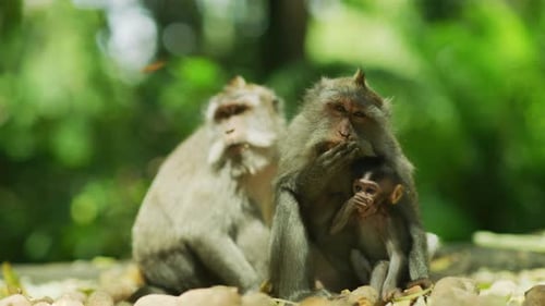 Monkeys Snacking Together in a Lush Green Forest