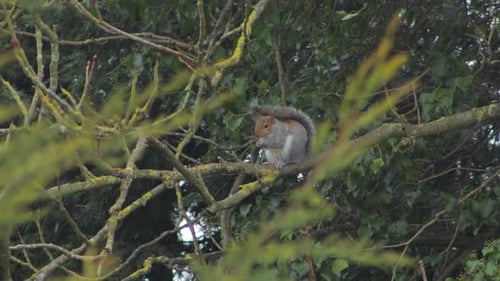 Graues Eichhörnchen sitzt auf einem Ast und isst Nüsse im Schnee bei Wind. Tageszeit Vereinigtes Königreich North London Bore