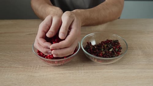 L'homme prend soigneusement des airelles rouges mûres dans des paumes et les verse dans un bol
