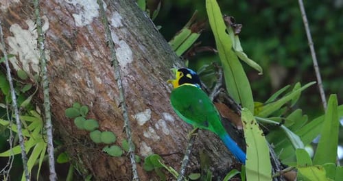 Long-tailed Broadbill Psarisomus dalhousiae, Thailand, looking around