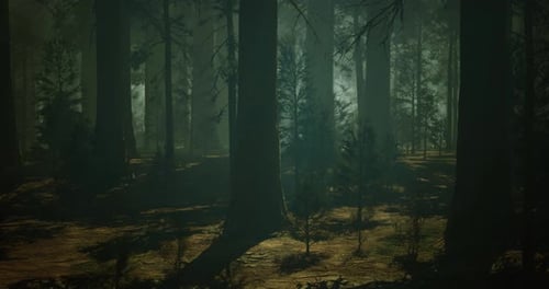 Shadows and Light Filter Through Trees in a Tranquil Forest Setting