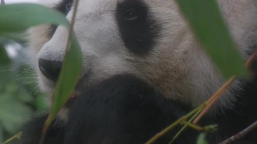Close-up of an endangered Giant Panda, also known as the panda bear, eats bamboo leaves at the amuse