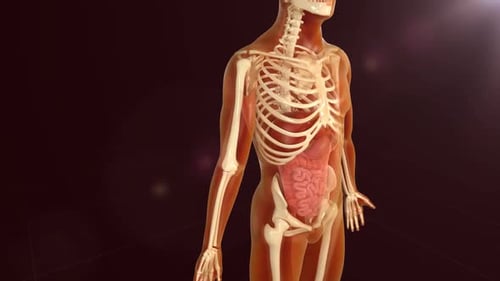 3D Human Anatomy Animation: Skeleton and Internal Organs