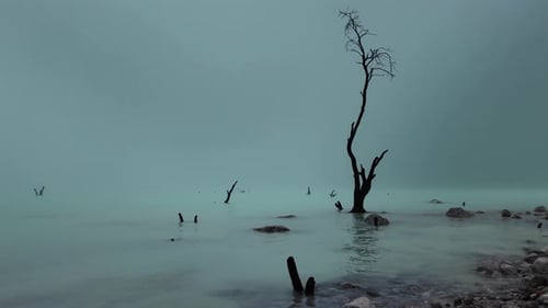 : Ein nebliger, nebliger Tag am Strand. Tote nackte Äste im Wasser.