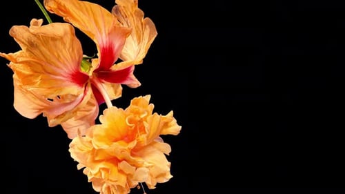 Orange Flower Blossoming Against Black Background