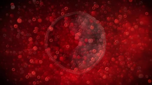 Animated Microscopic Red Blood Cells Flowing Medical Background Loop