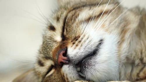 A Cute Happy Grey Tabby Kitten Lies and Rests on the Floor of the Park in the Rays of Sunlight Looks