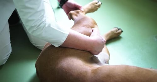 Veterinarian Examining Dog's Leg in Clinic