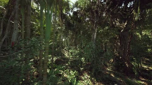 Vibrant Forest Floor Lush Plants Thriving Beneath Sunlit Canopy