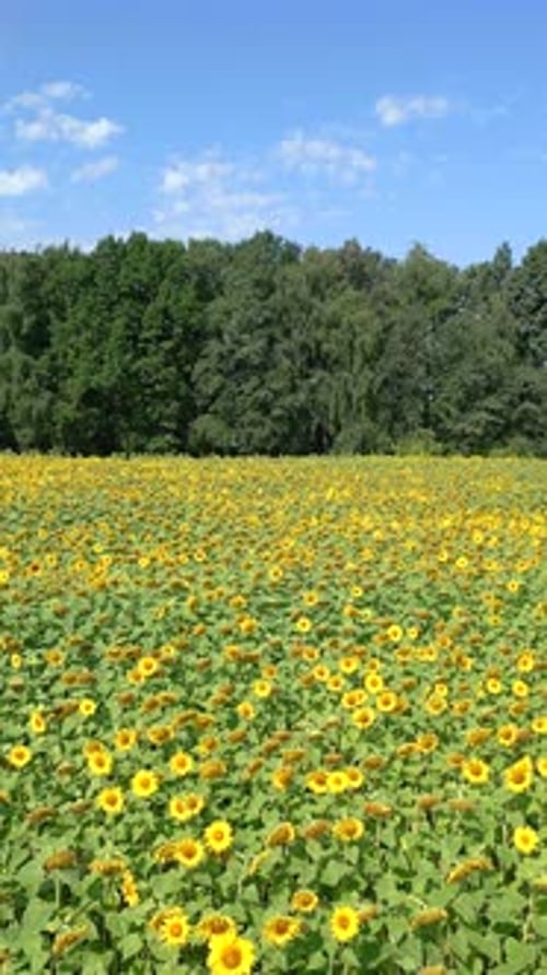 Sunflower Field in Summer