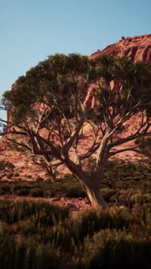 Large Tree Standing in Nevada Desert Field