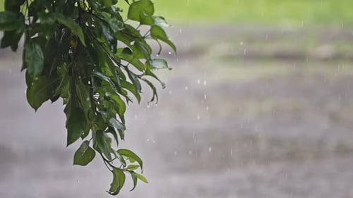 Rain On A Tree