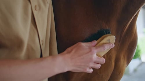 Horsewoman Hand Brushing Equine in Light Paddock Closeup Horse Enjoy Grooming