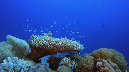Reef Underwater Coral Garden