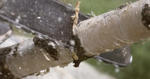 Chainsaw Cutting Birch Branch Close Up