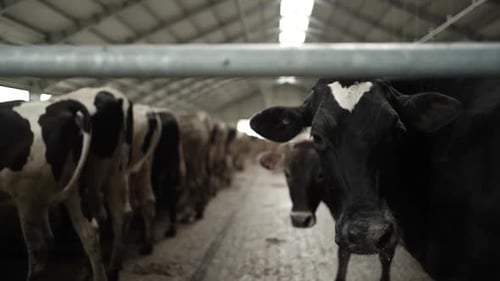 Cows on a diary farm eating. Cattle of cows